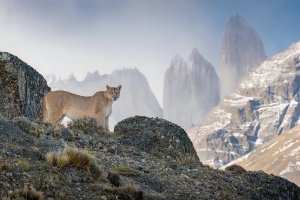 puma